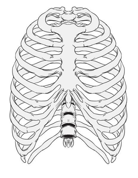 Грудная клетка пластическая анатомия