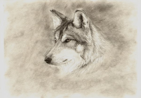 Волк простым карандашом