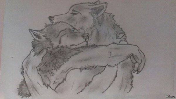 Волчица рисунок карандашом