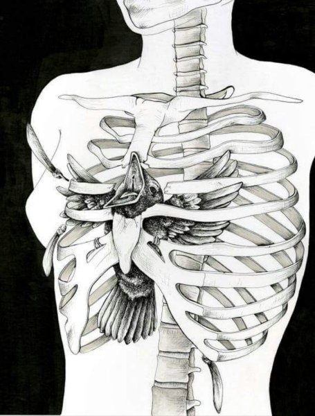 Анатомия скелет грудная клетка и таз