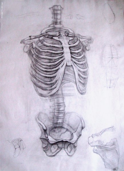 Скелет человека анатомия Грудина