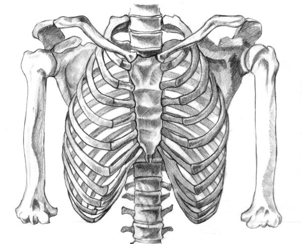 Ключицы пластическая анатомия