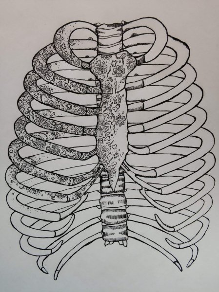Грудная клетка скетч