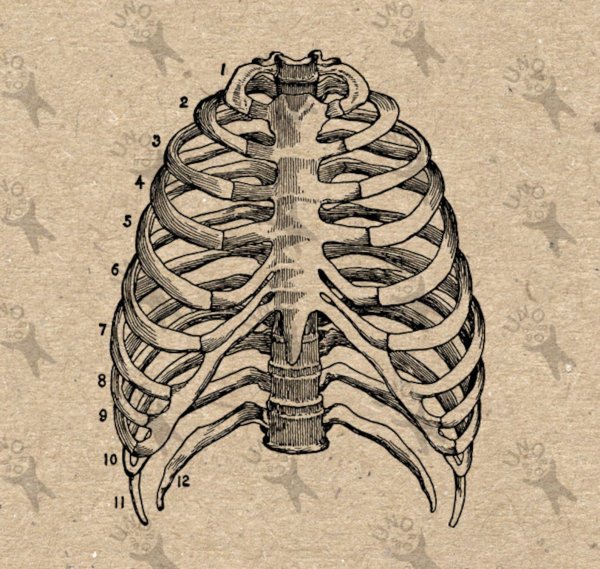 Скелет в виде сердца