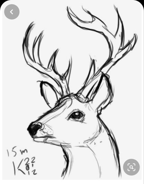 Олень для срисовки карандашом