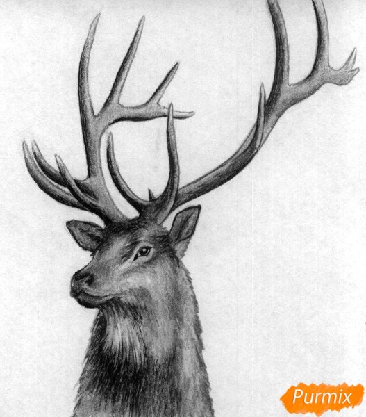 Морда оленя рисунок