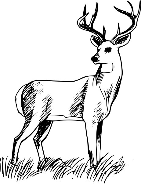 Олень рисунок карандашом