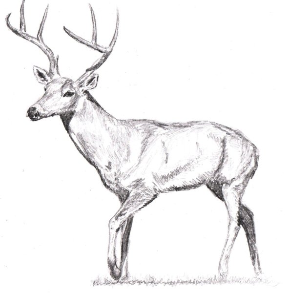 Картинки оленя для срисовки