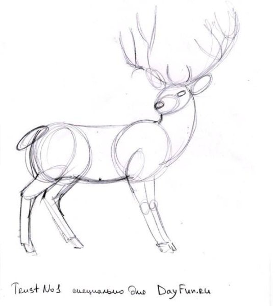 Рисунок оленя для срисовки