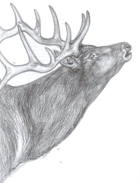 Олень рисунок