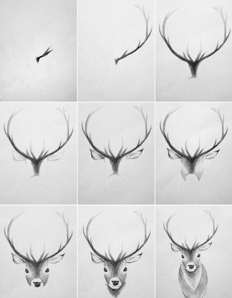 Нарисовать оленя карандашом