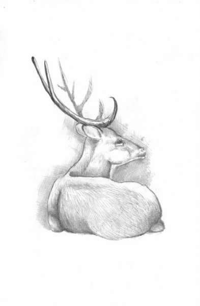 Олень рисунок