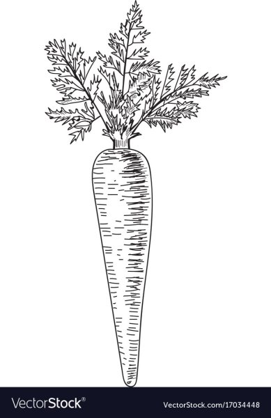 Морковь карандашом