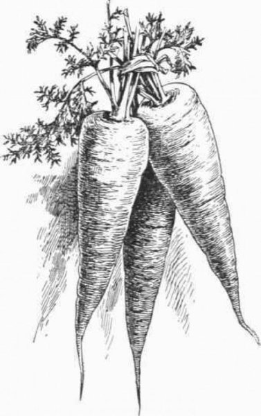 Моркова карандаш рисунок