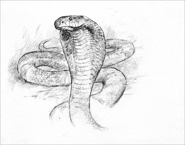 Рисунок змеи