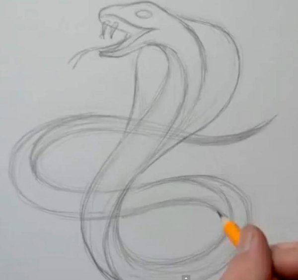 Рисунок змеи для срисовки