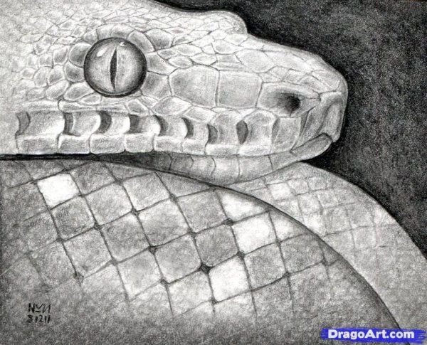 Лёгкие тату змеи