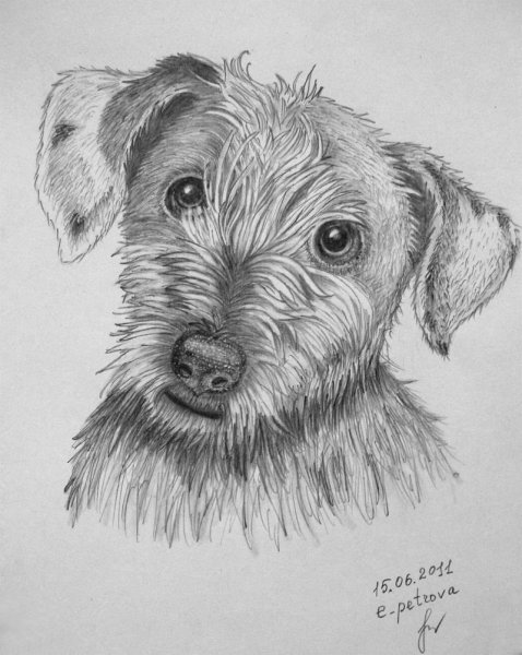 Животные карандашом