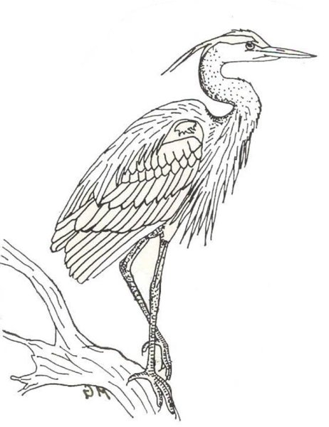 Поэтапное рисование Цапли для детей