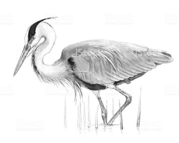 Цапля карандашом для детей