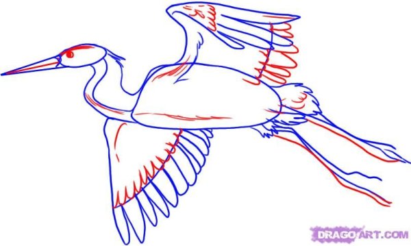 Черный Аист раскраска