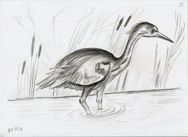 Журавлик рисунок карандашом