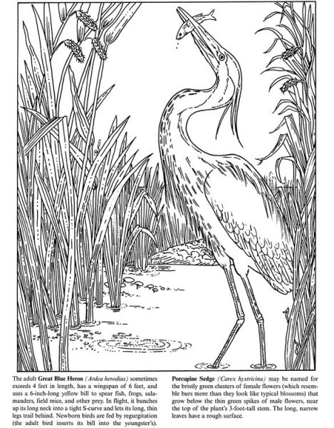 Журавли для рисования