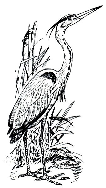 Рисунок болота карандашом