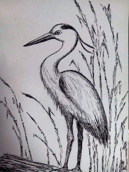 Цапля рисунок карандашом для срисовки