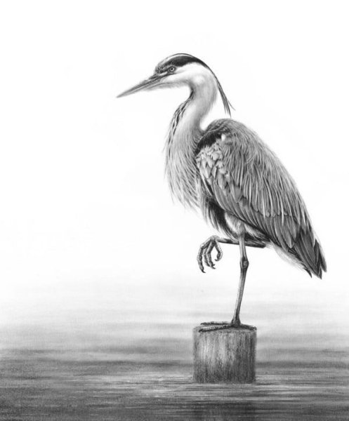 Журавль раскраска