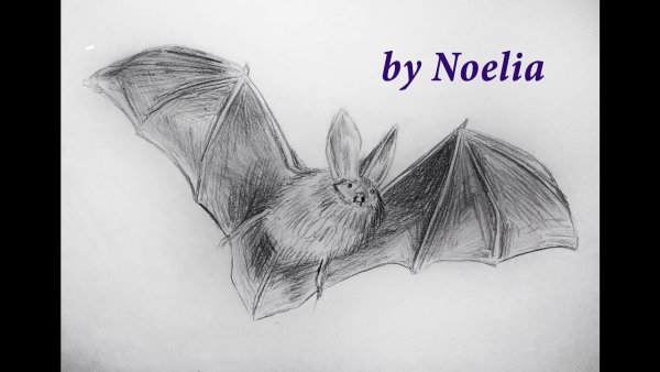 Летучая мышь поэтапно