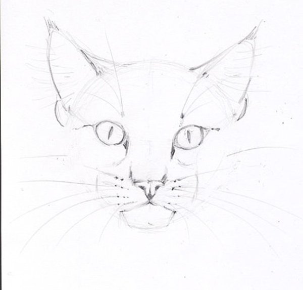 Кот набросок лица