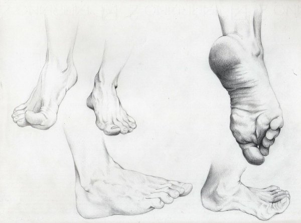 Референс стопы человека левая