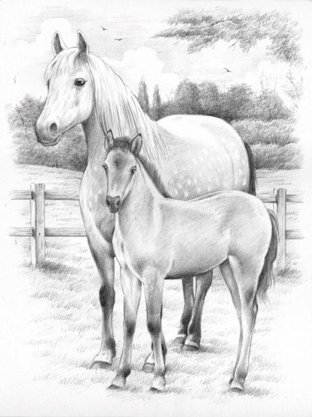 Раскраска лошадь с жеребенком