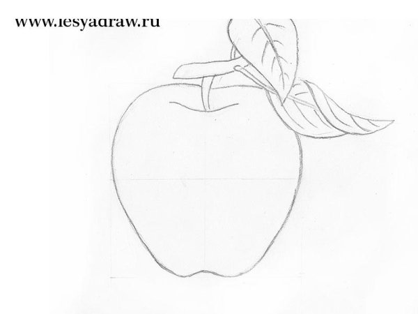 Яблоко поэтапно карандашом для начинающих