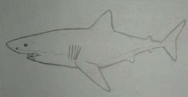 Акула рисунок легкий
