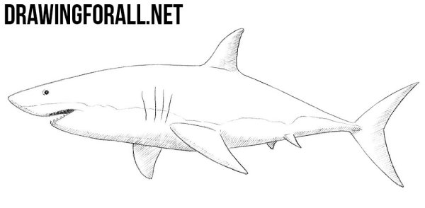 Акула простым карандашом