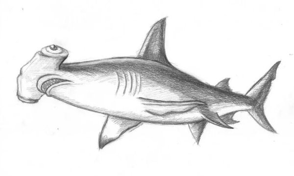 Рисовать акулу карандашом