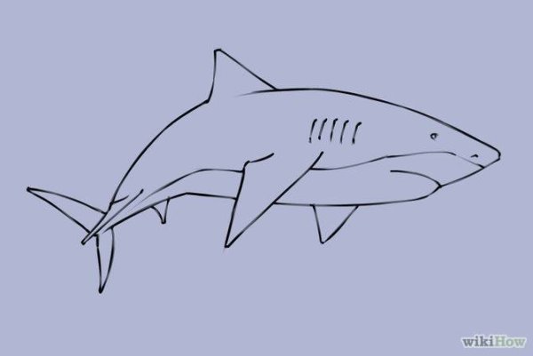 Акула простым карандашом
