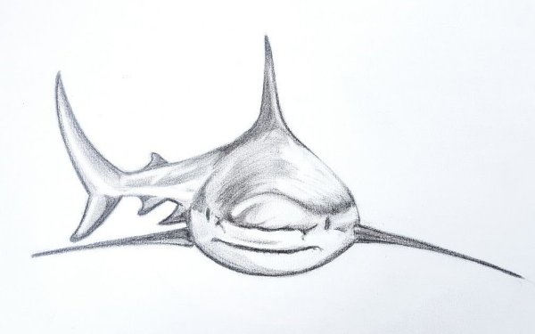 Акула карандашом