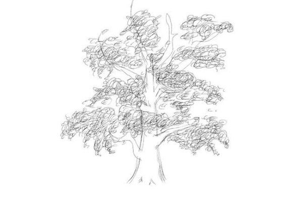 Рисунок дуба карандашом для начинающих