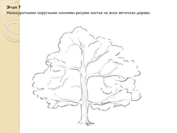 Дуб рисунок карандашом для детей легкий