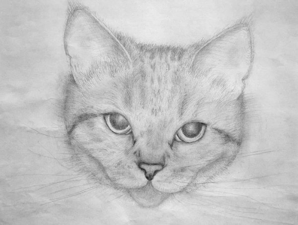 Рисунки котов карандашом