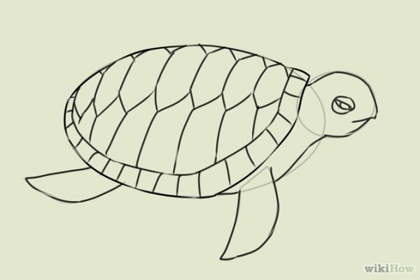 Рисуем черепаху