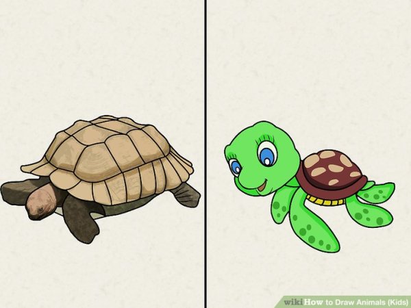 Черепаха карандашом