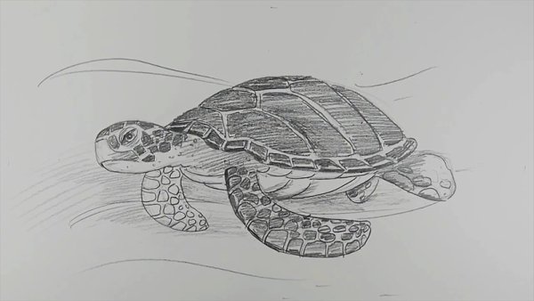 Карандашами - черепашка