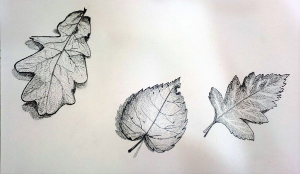Рисование с натуры листьев деревьев