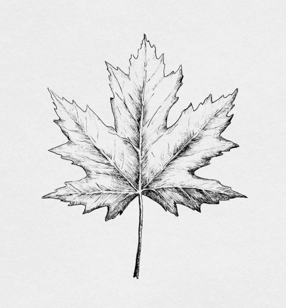 Листья рисунок