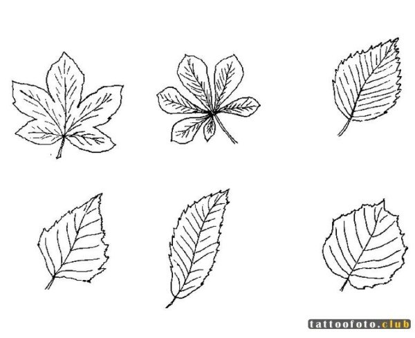 Листья разных деревьев