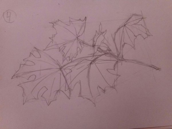 Зарисовки деревьев